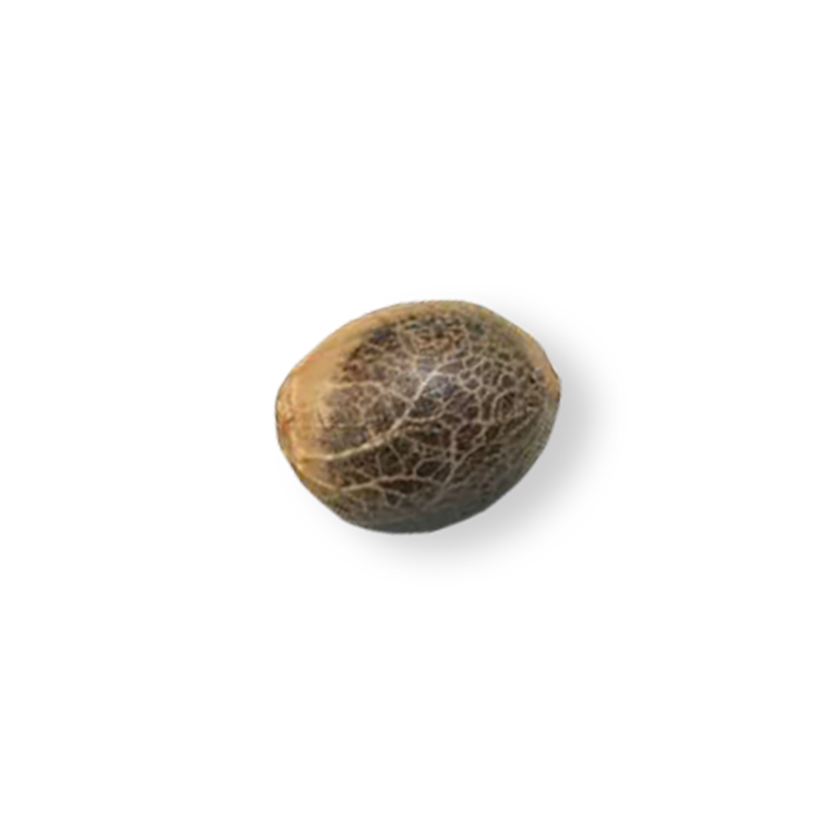 Cream Caramel Seeds - Image 2