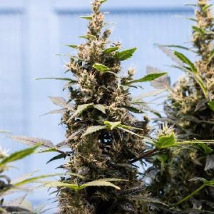 Hippie Crippler
