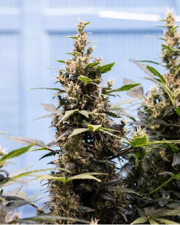 Hippie Crippler